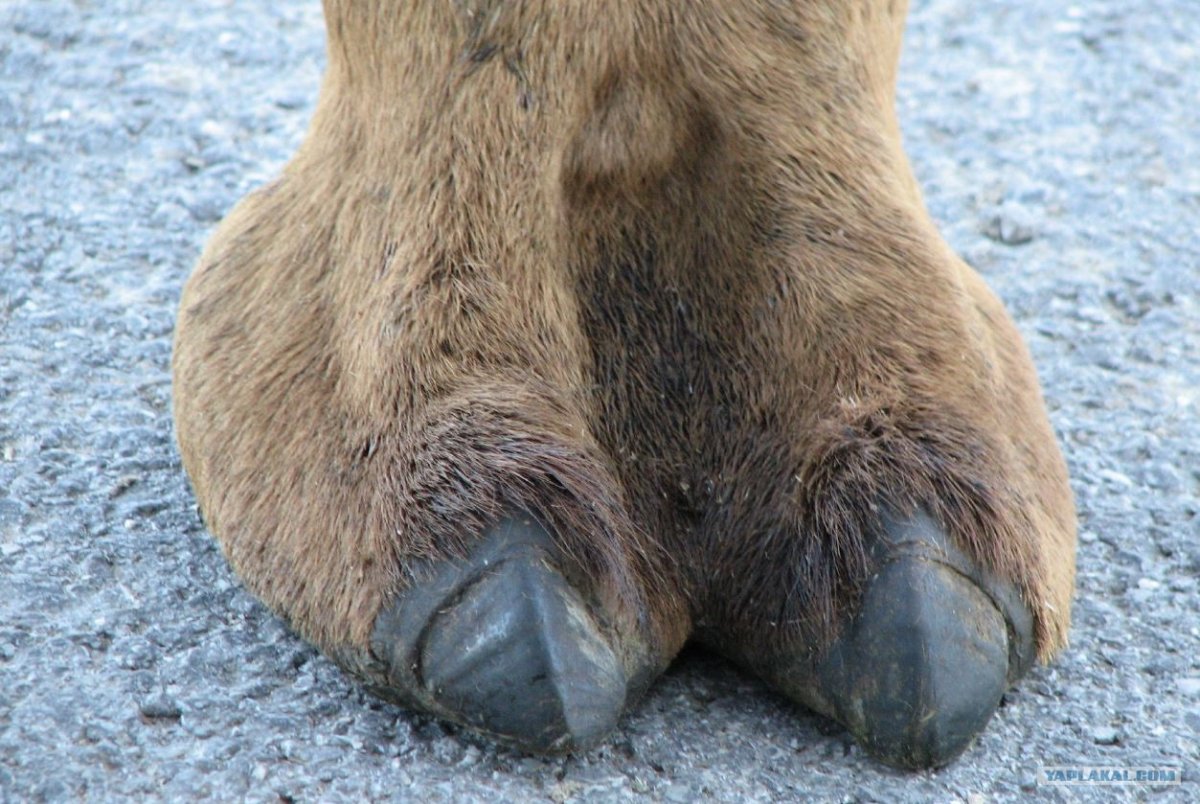 Лапка верблюда