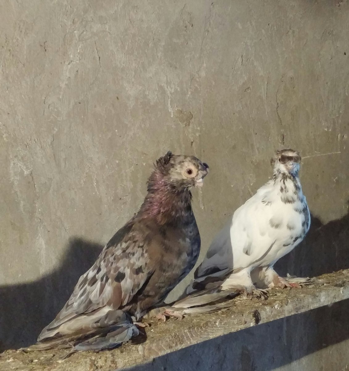 Бакинские бойные голуби бакинцы