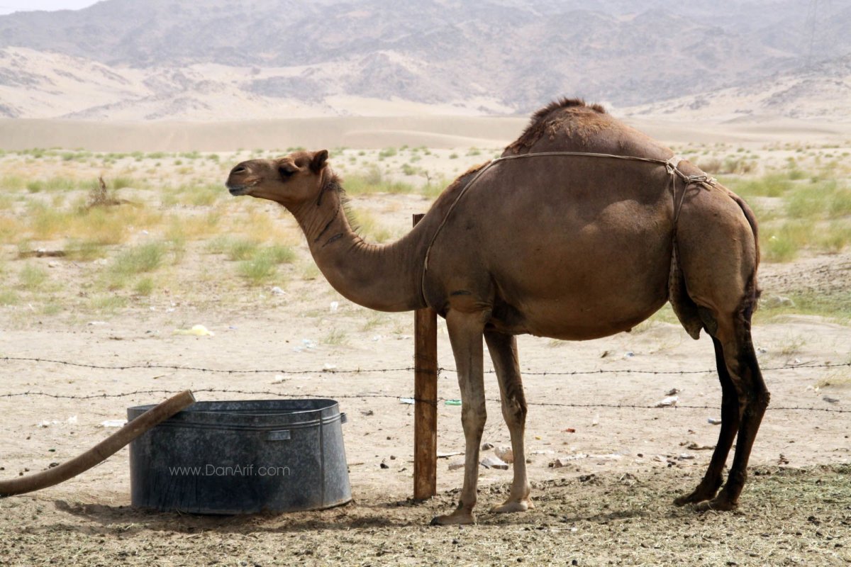 Белый одногорбый верблюд