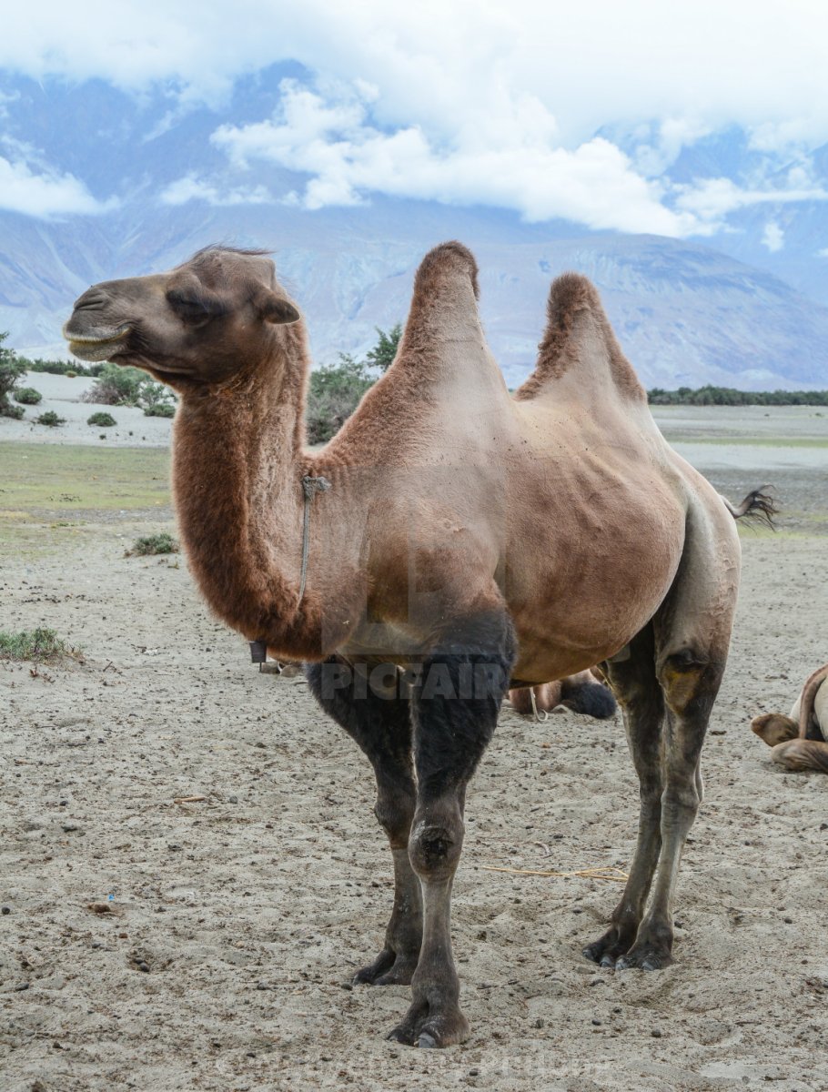 Безгорбый верблюд Андийских