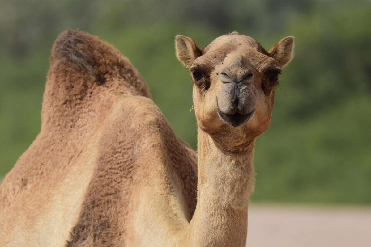 Верблюд я лапка