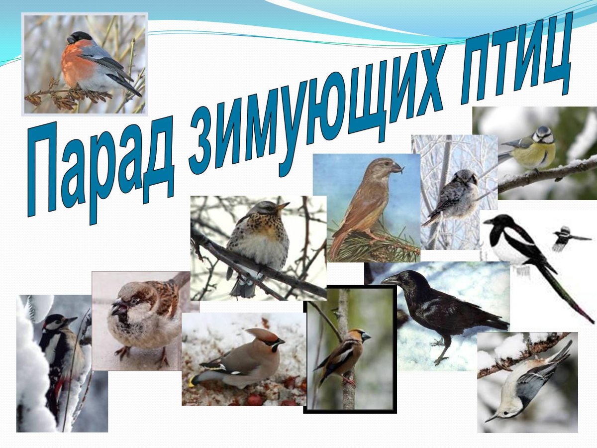 Зимующие птицы Подмосковья