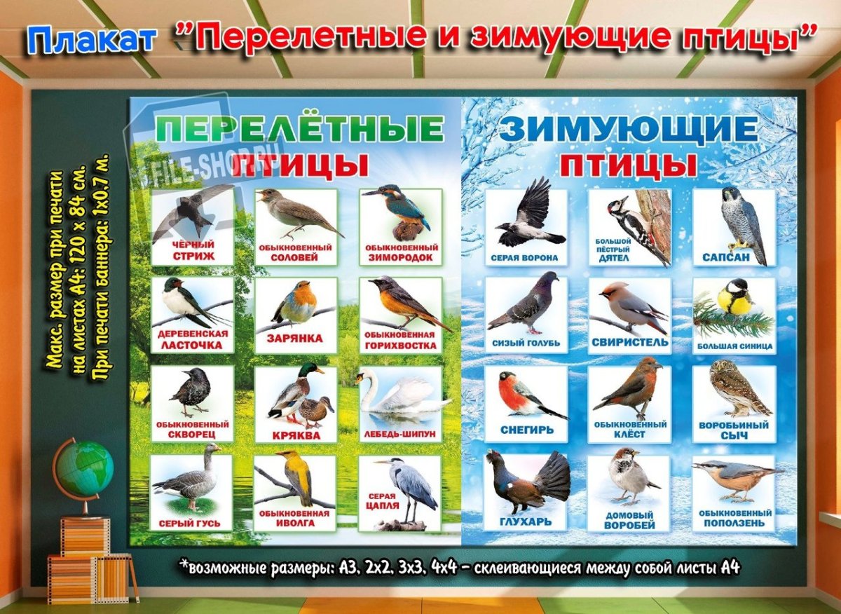 Плакат. Зимующие птицы.