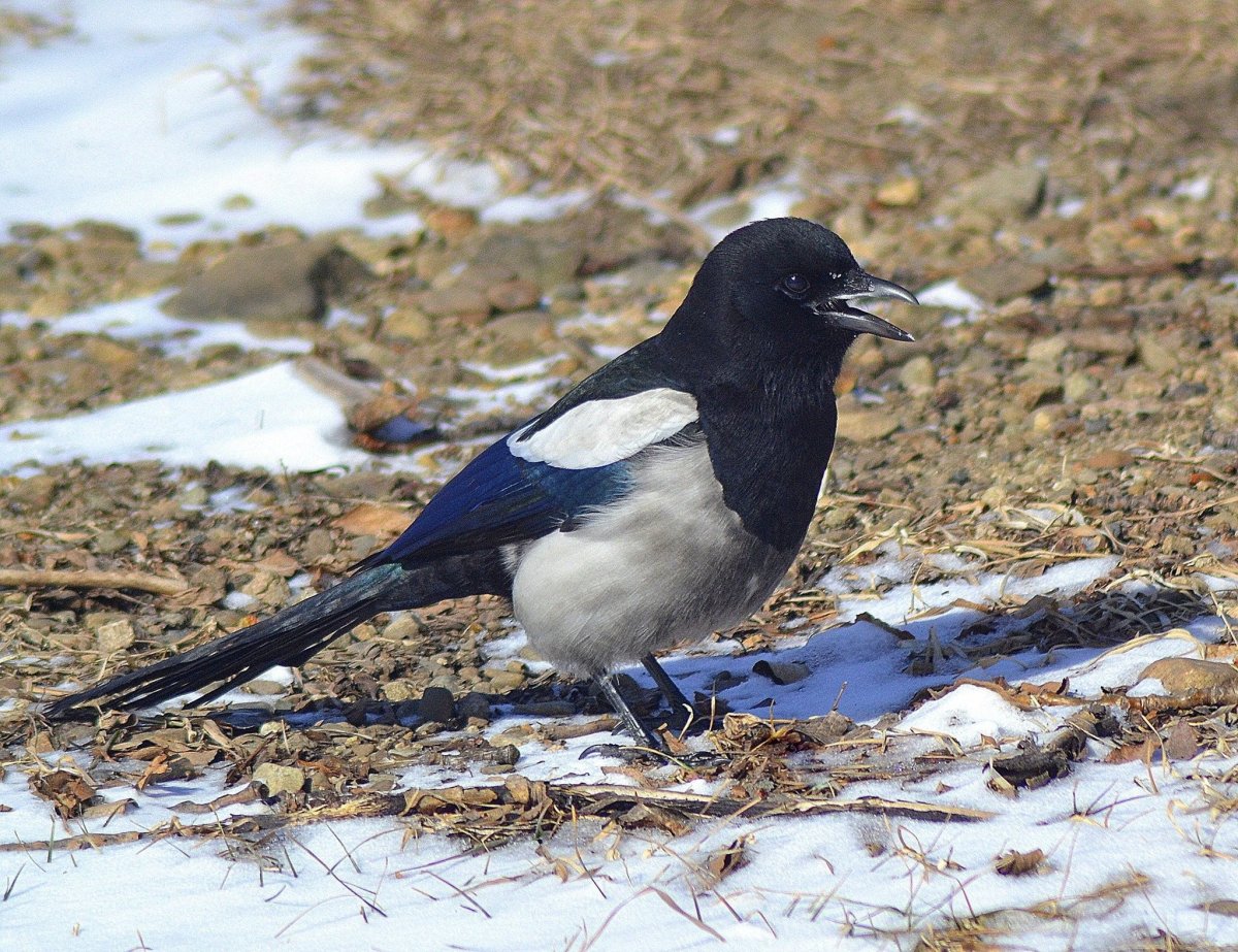 Зимующие птицы сорока