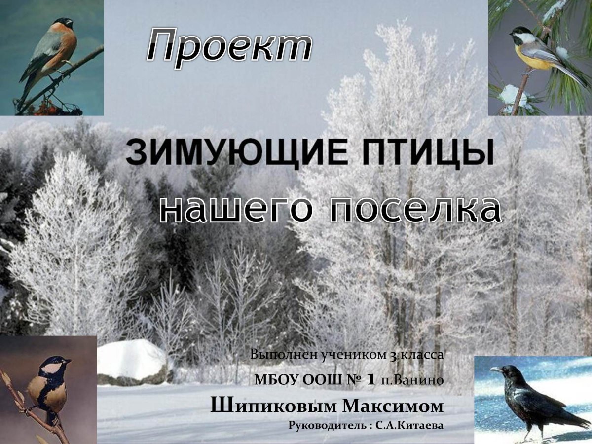 Проект зимующие птички