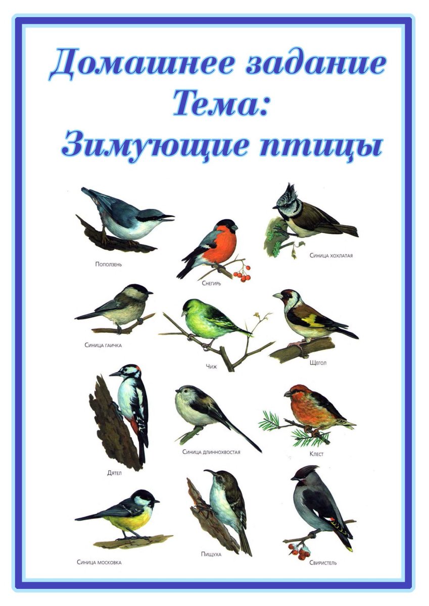 Перелетные , зимующие и домашние птицы