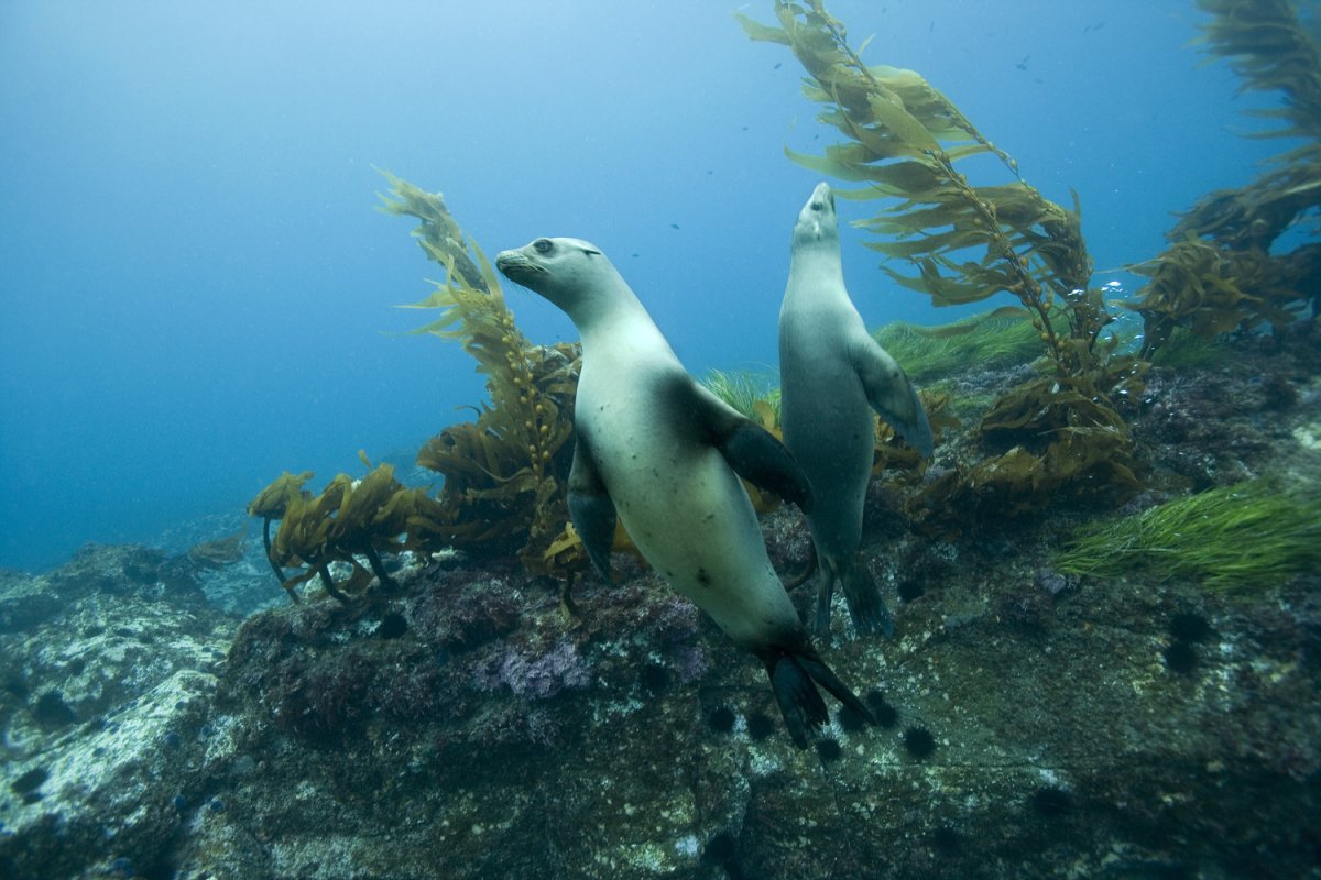 Карское море подводный мир