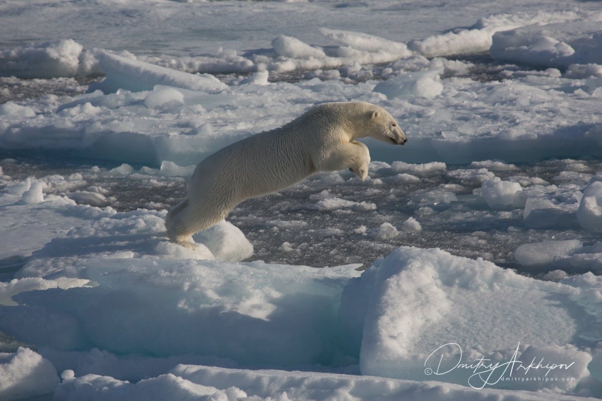 Животные Северного Ледовитого океана