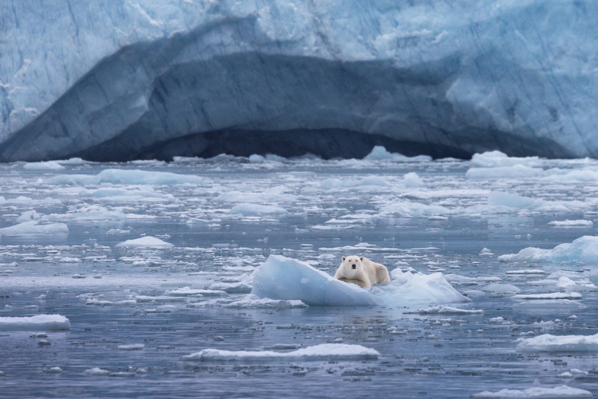 Отдых на льдине