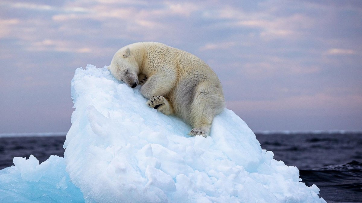 Белые медведи во льдах Северного Ледовитого океана