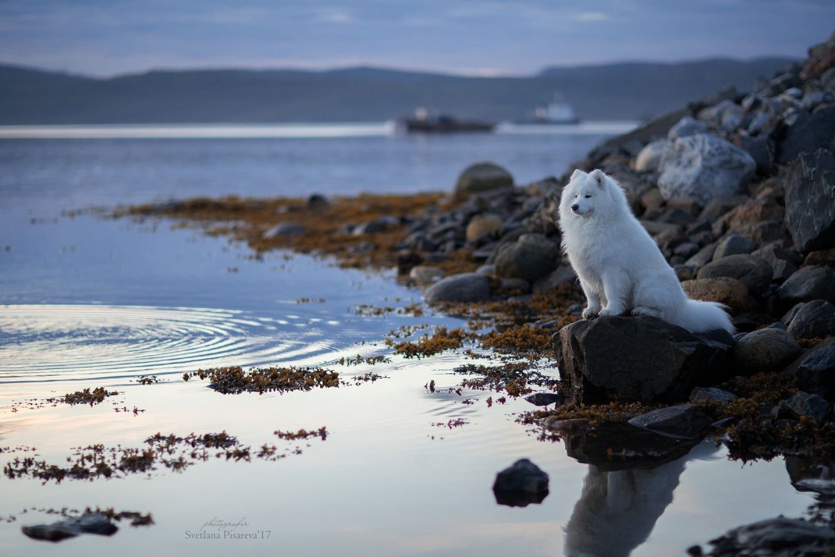 Нерпа Баренцева моря