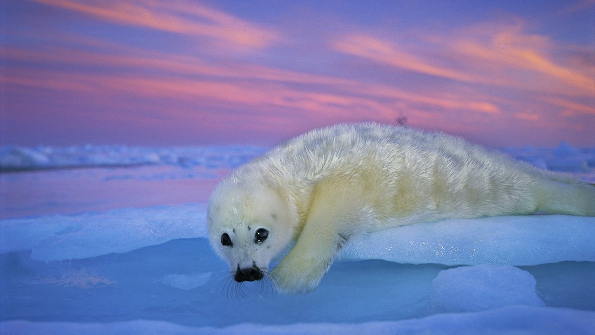 Ластоногие Гренландский тюлень