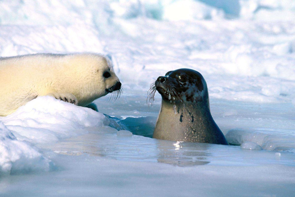 Ластоногие Гренландский тюлень