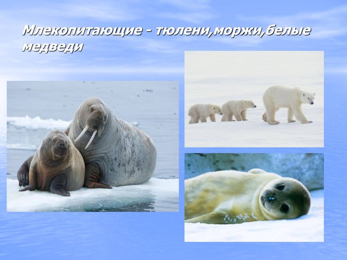 Органический мир Северного Ледовитого океана