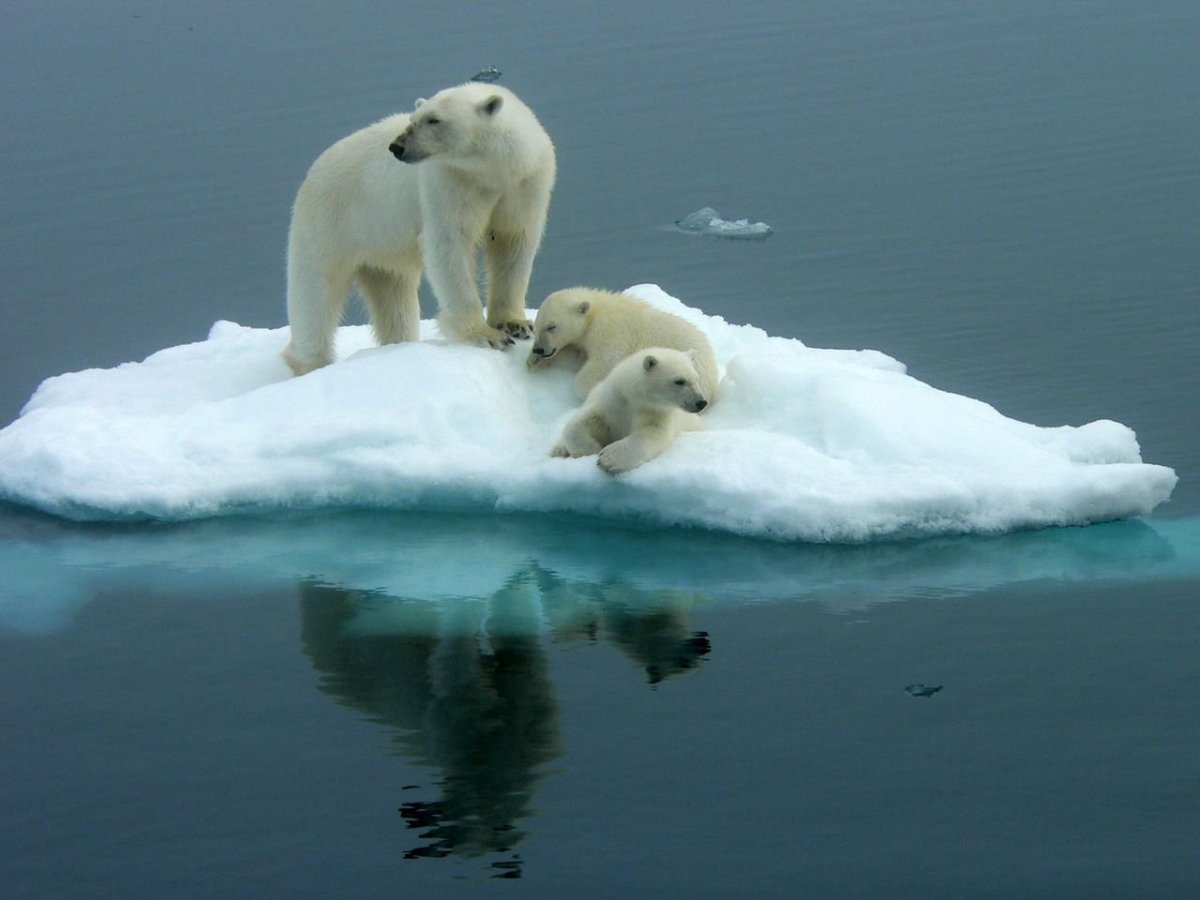 Карское море белый медведь