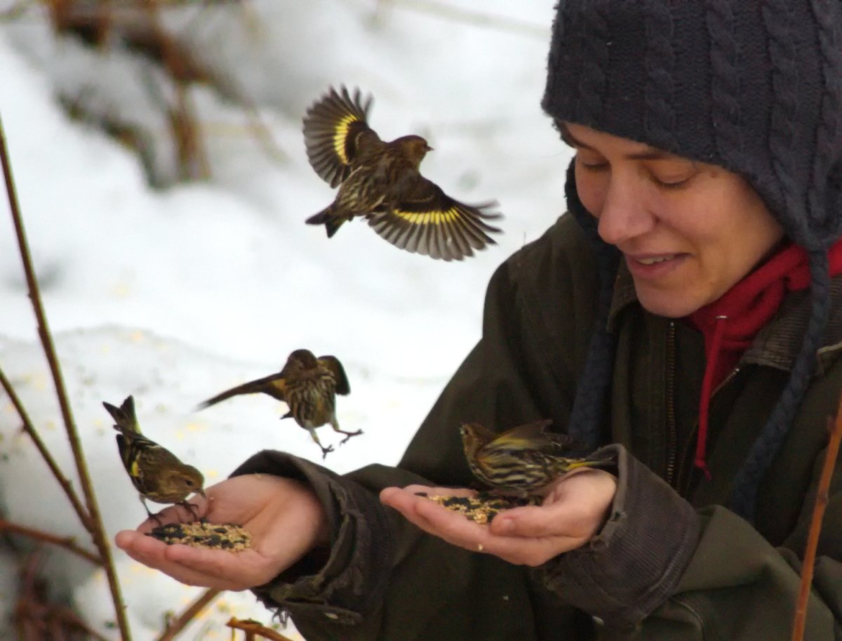 Кормление птиц