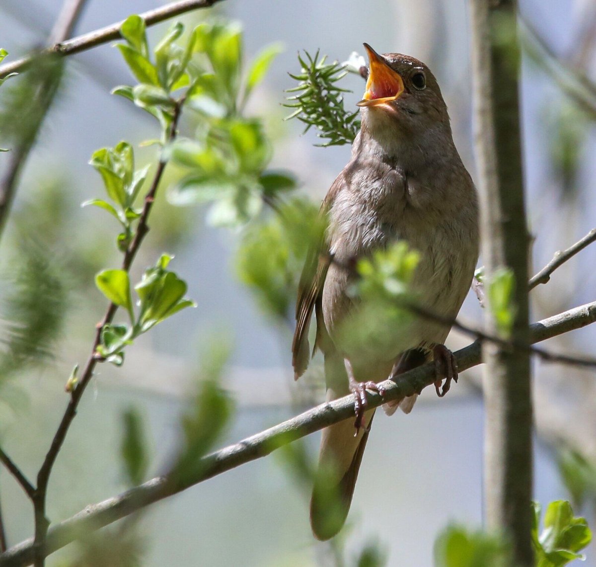 Соловей птичка певчая