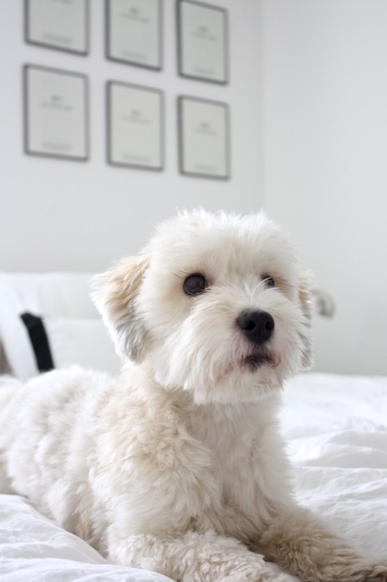 Мальтипу собака