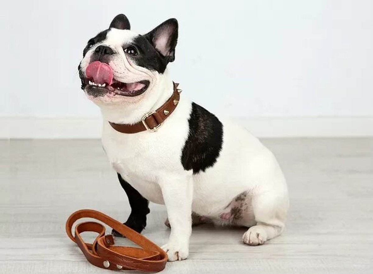 Антиаллергенная собака