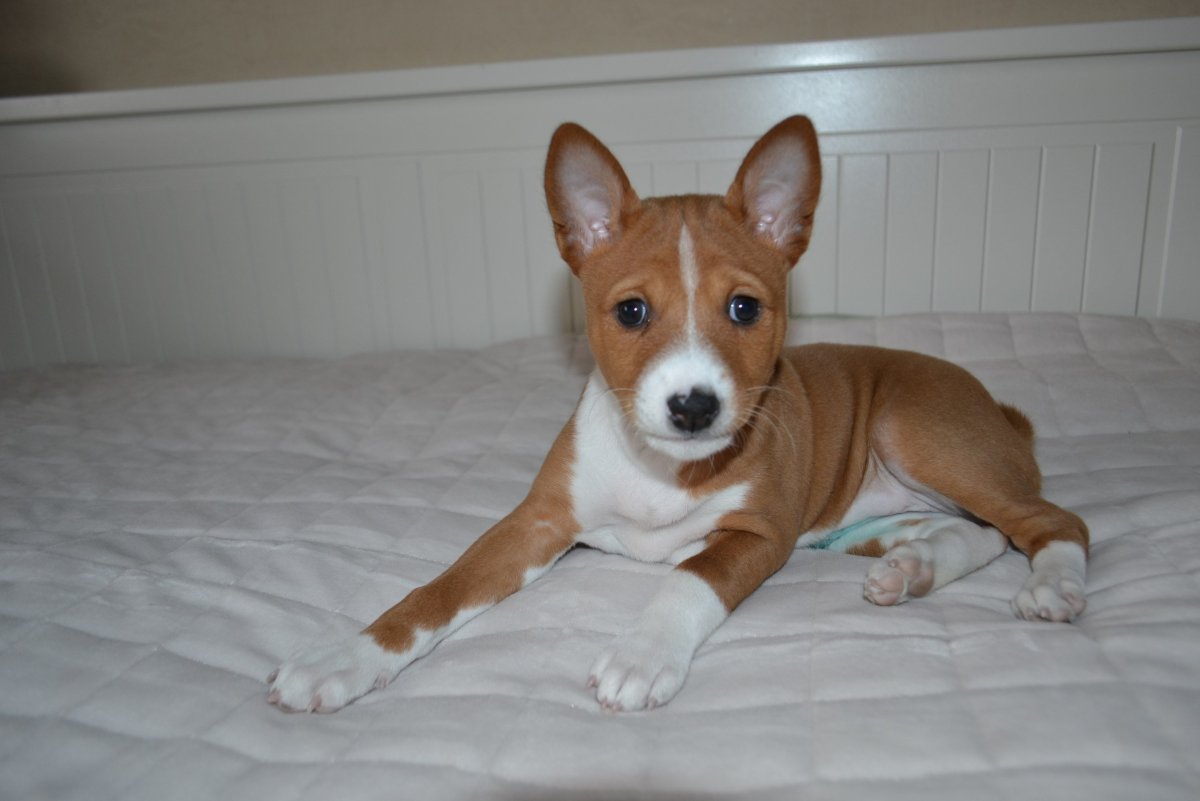 Неаллергенные породы собак