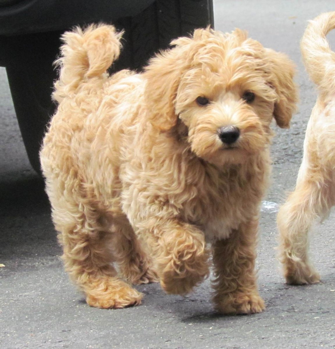 Безаллергенный терьер