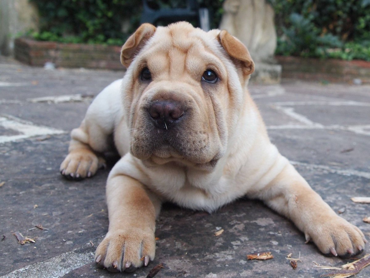 Безаллергенные породы собак