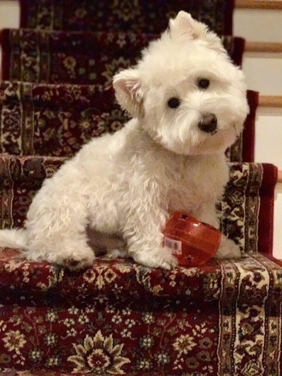 Безаллергенный терьер