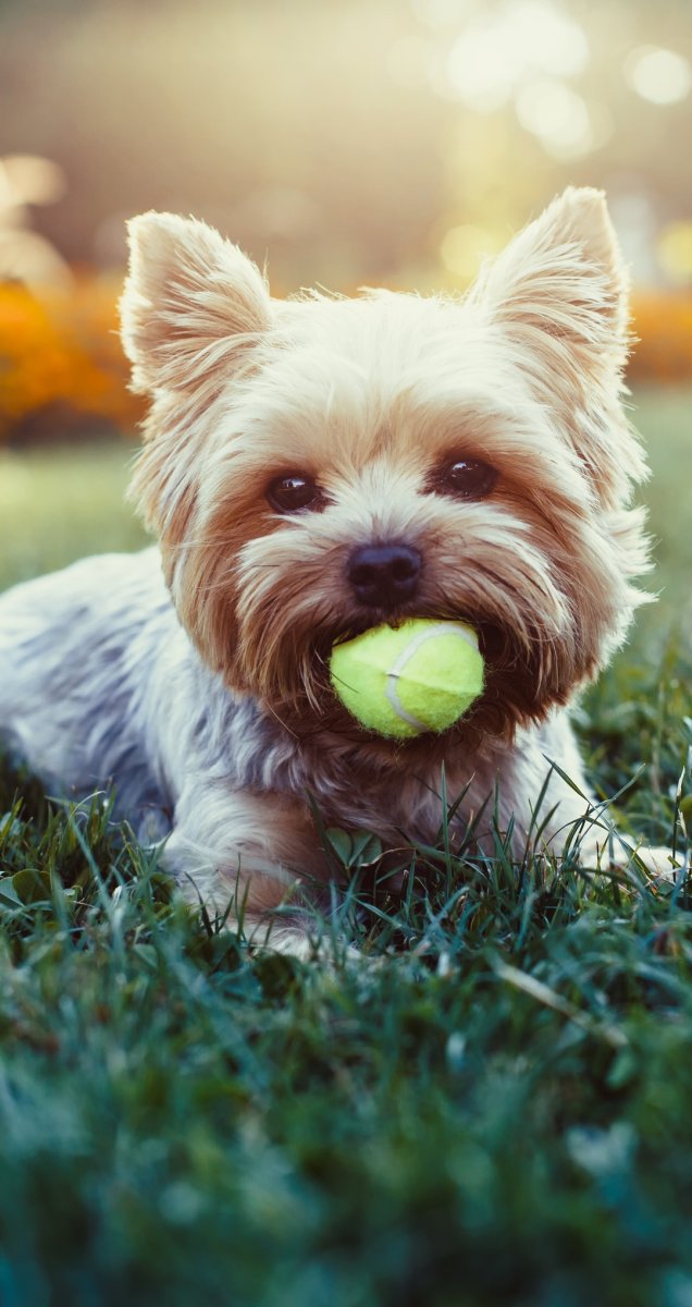 Австралийский терьер