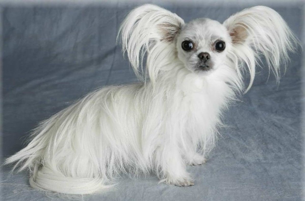 Порода собак Miki