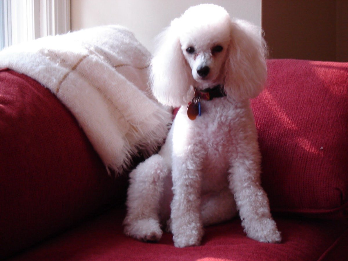Той пудель белый