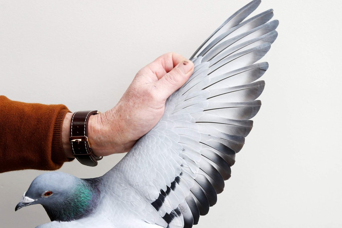 Крыло голубя