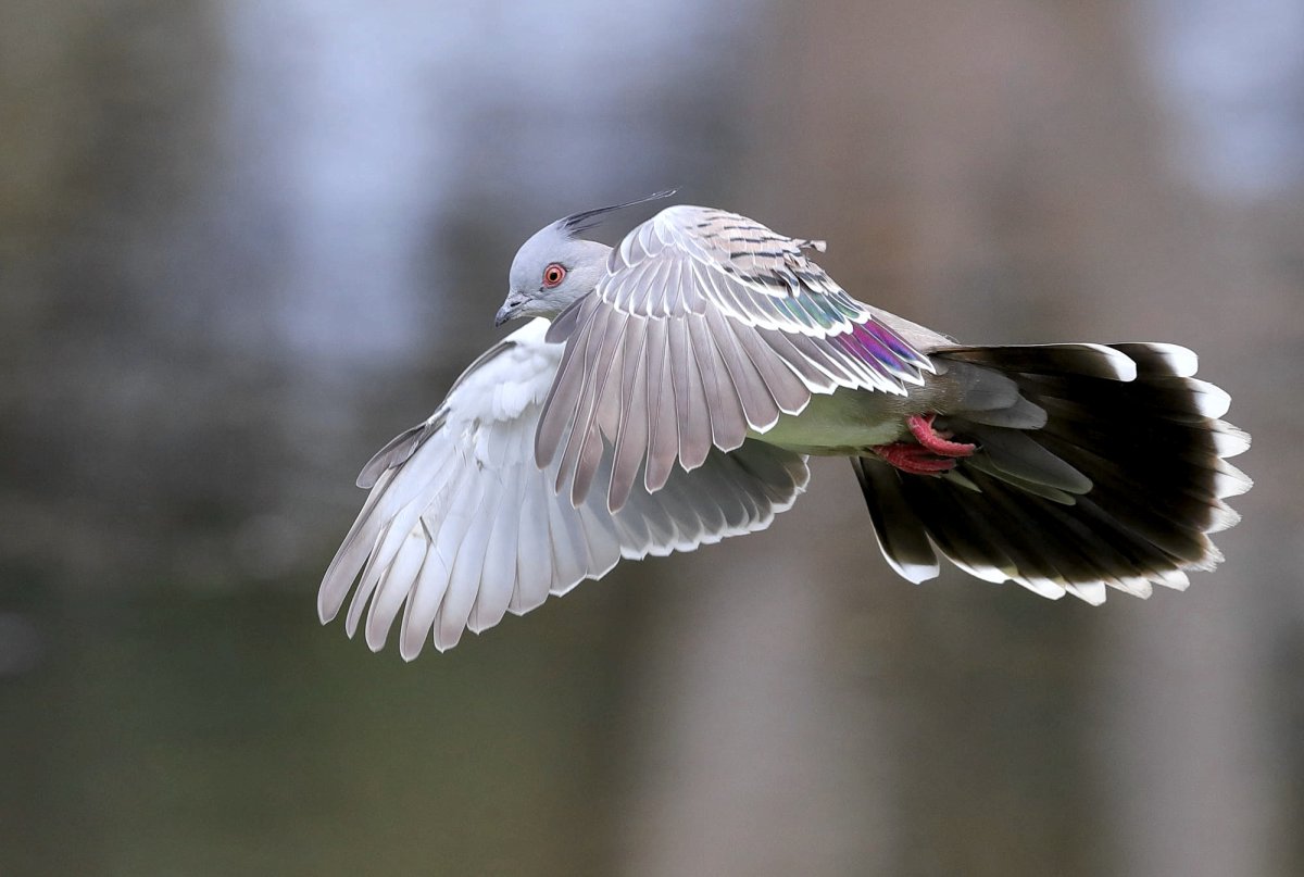 Типичные птицы