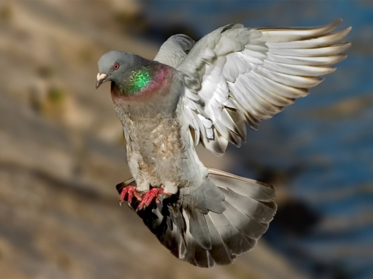 Голубь в полете