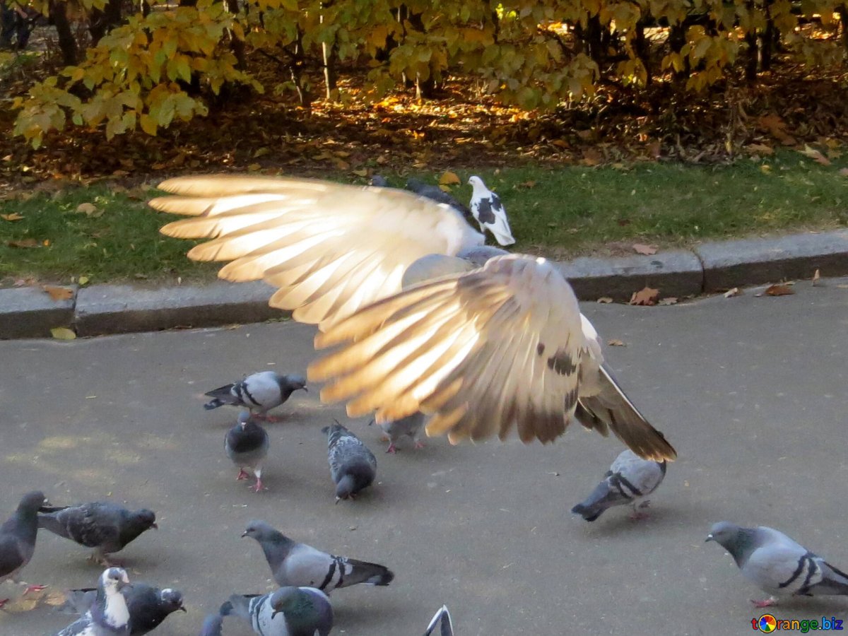 Крыло голубя