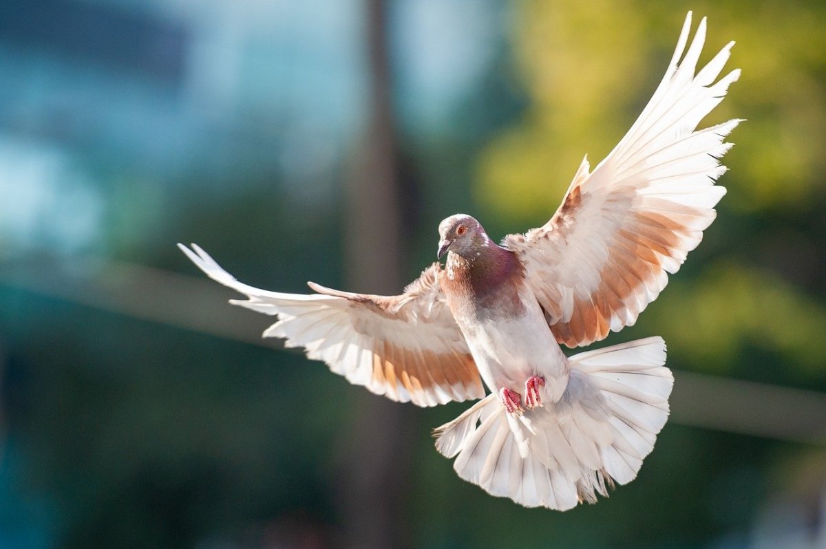 Голуби породы Турман