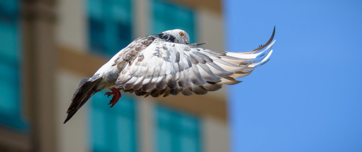 Голубиные Крылья