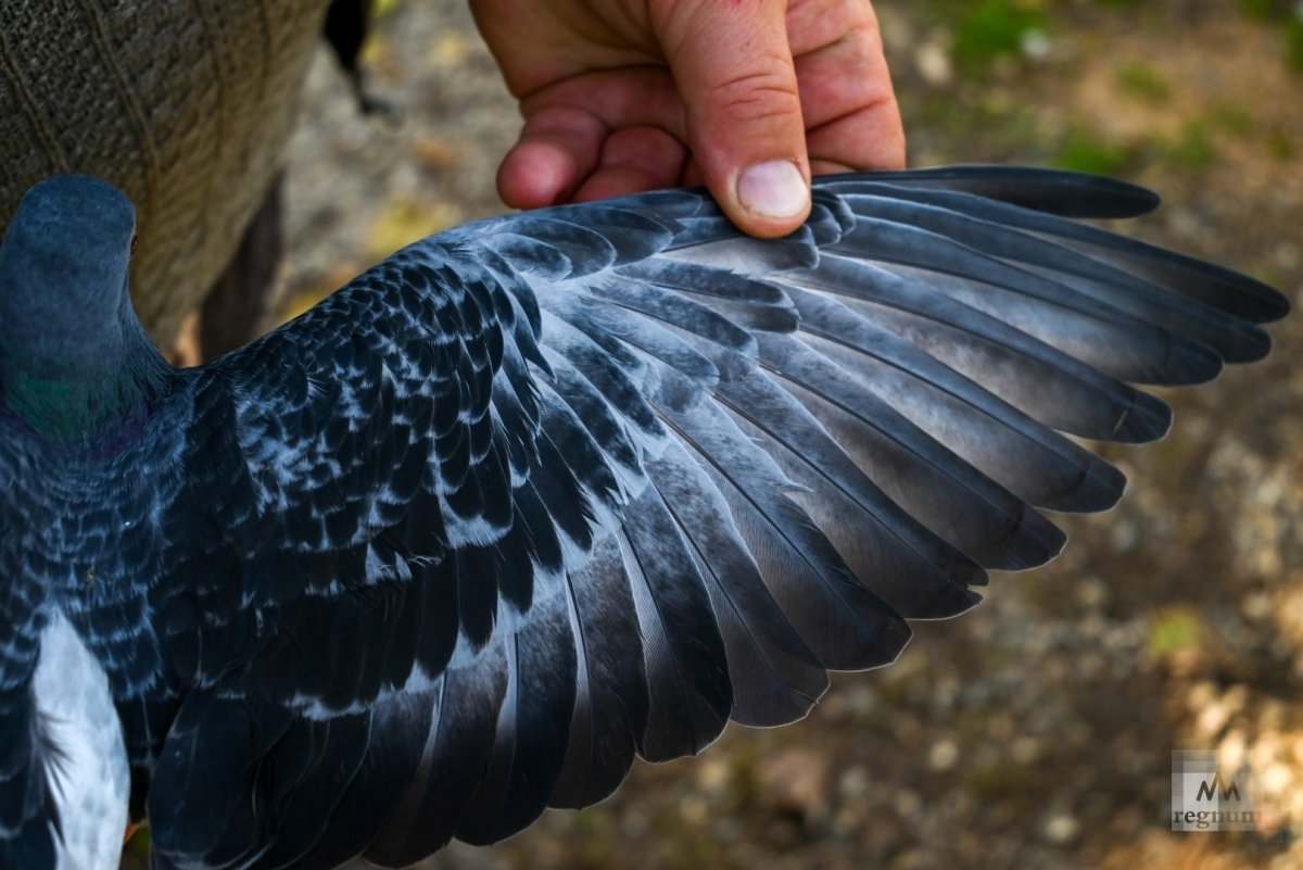 Крыло Крылья голубя