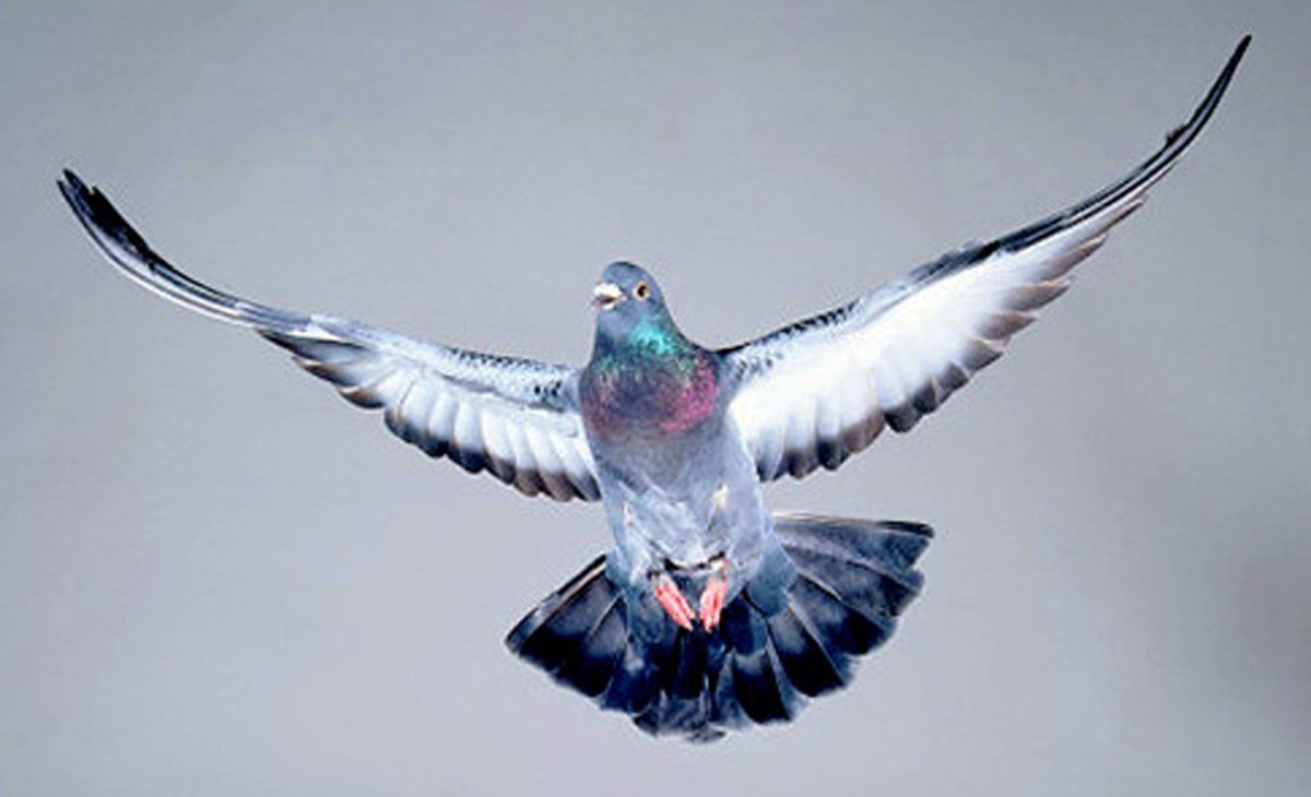 Сизый голубь