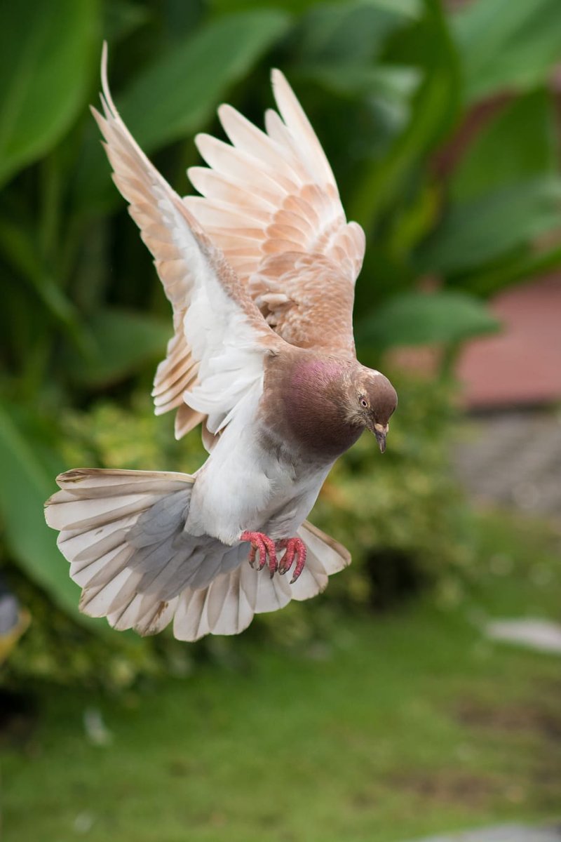 Голубиные Крылья