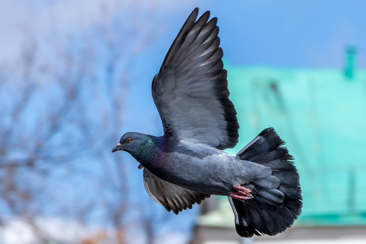 Птица в полете