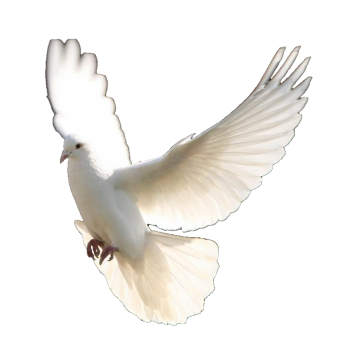 Белый голубь