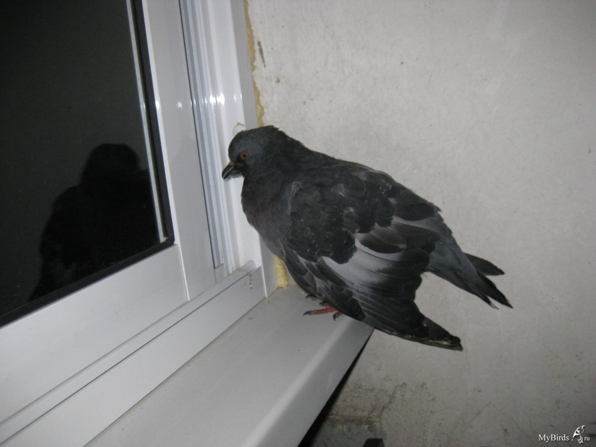 Открытый перелом крыла у голубя