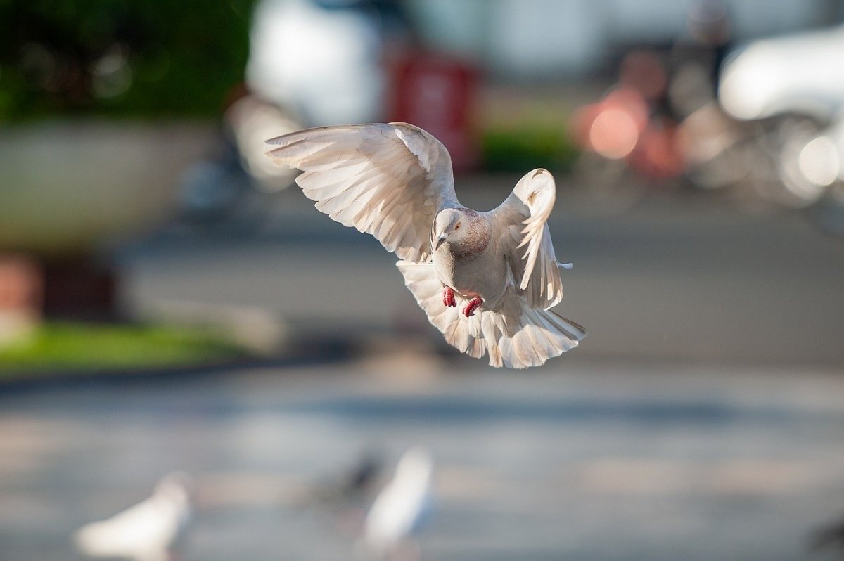 Голубь в полете