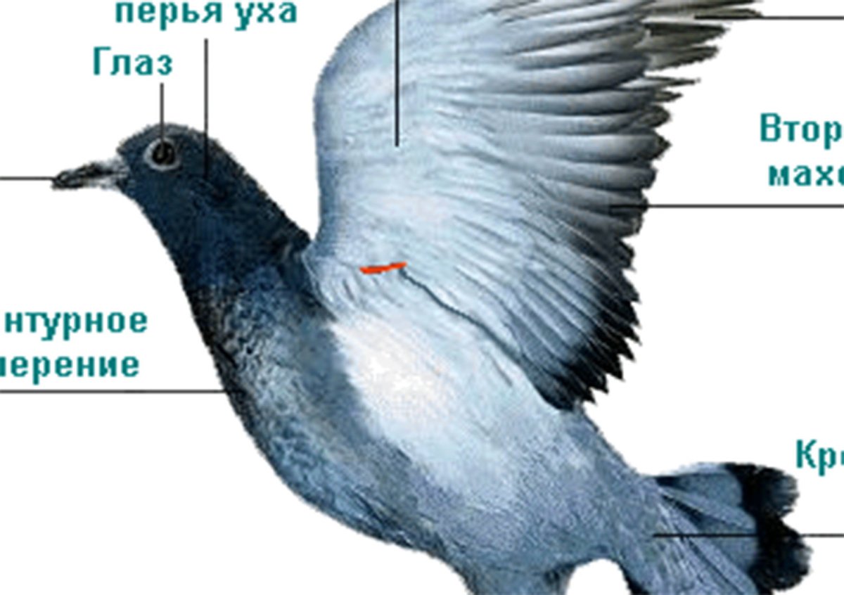 Измерить голубю крыло