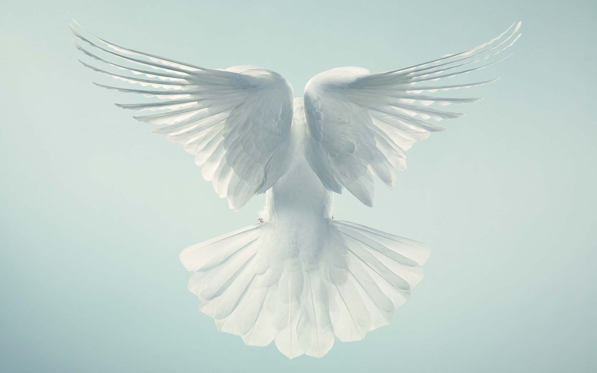 Белый голубь