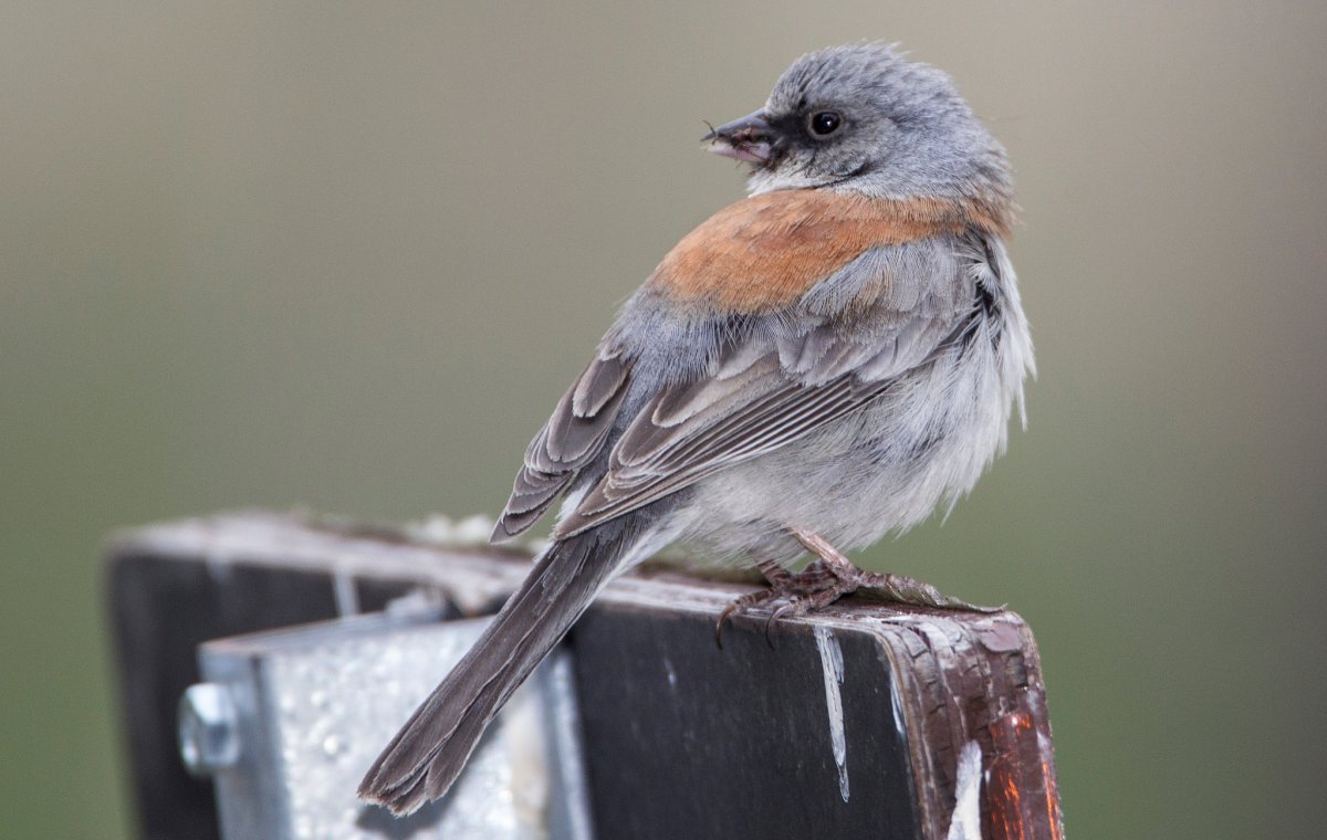 Серая птичка