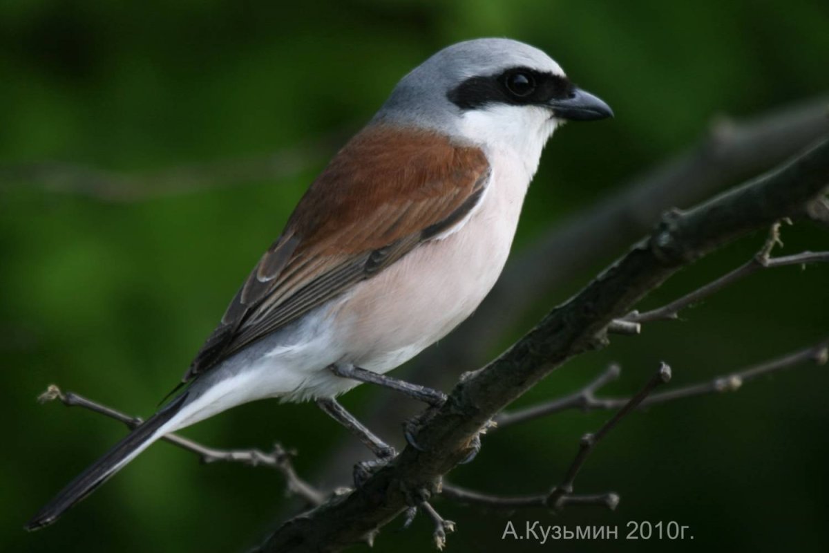 Розовый жулан