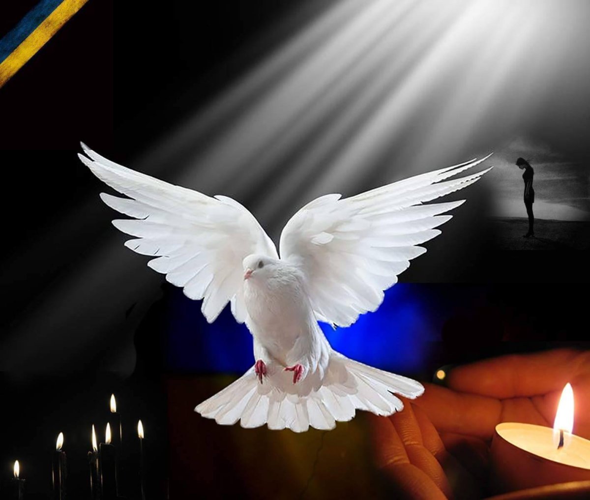 Красивый белый голубь