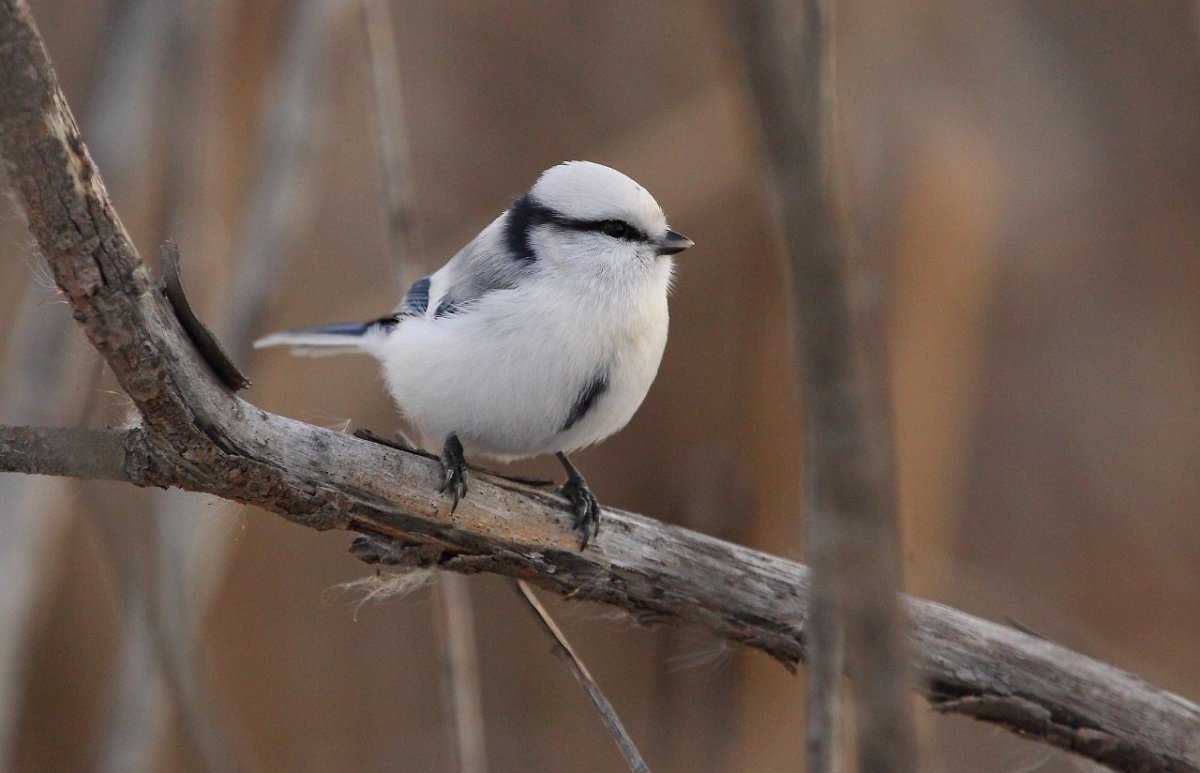 Бело серая птица