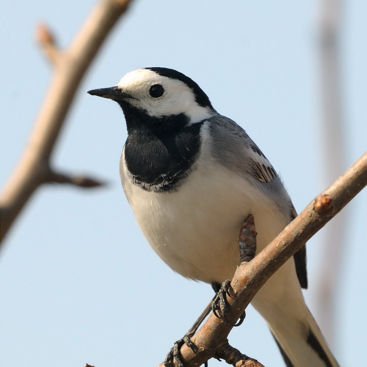 Трясогузка пение